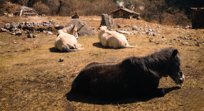horses-in-langtang
