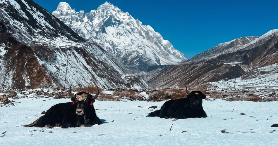 why-manaslu-circuit