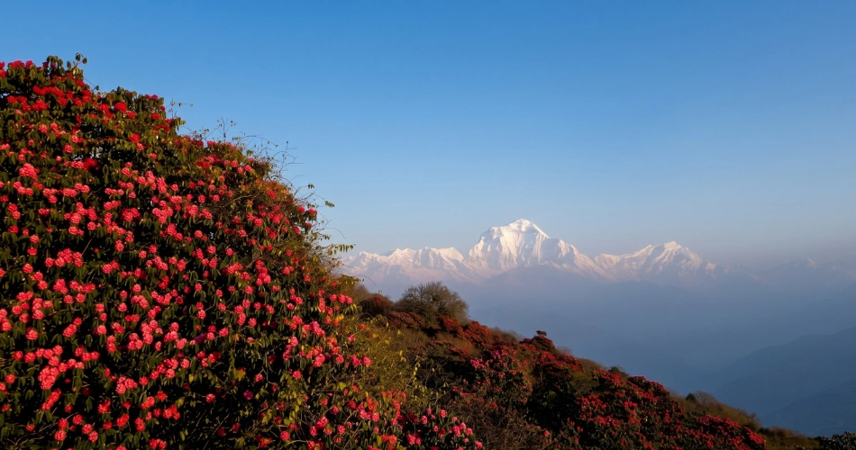 rhododendron-and-moutains